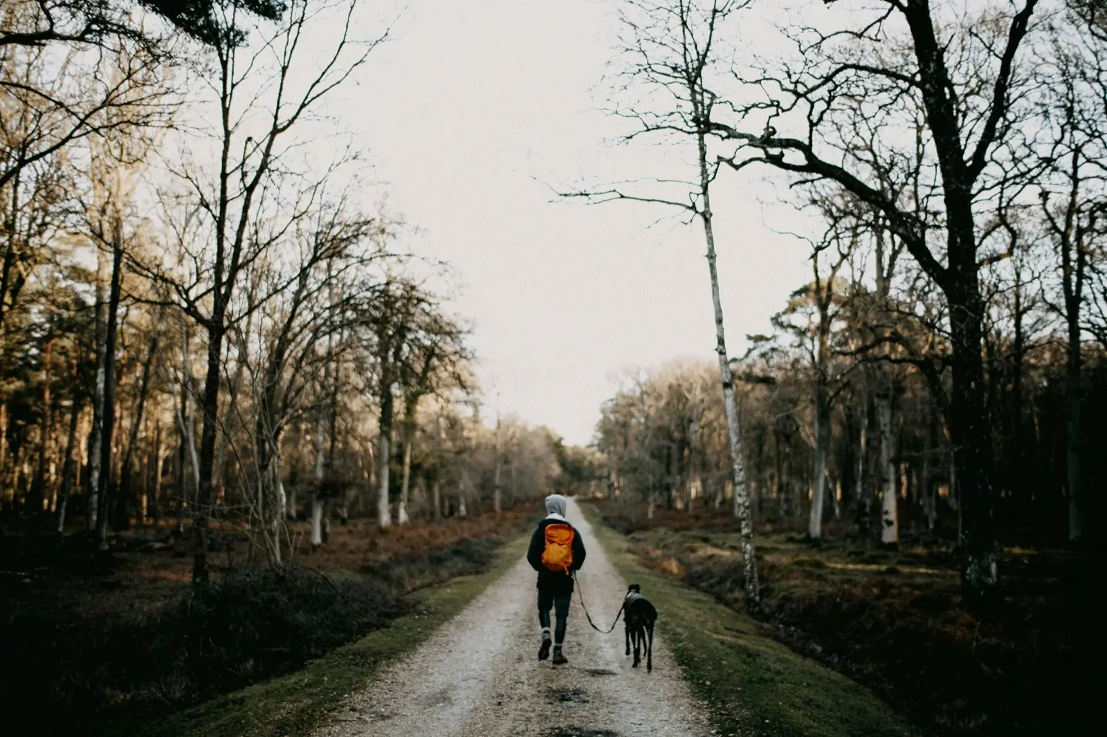 Person with an orange backpack walking a black dog down a quiet woodland track in winter