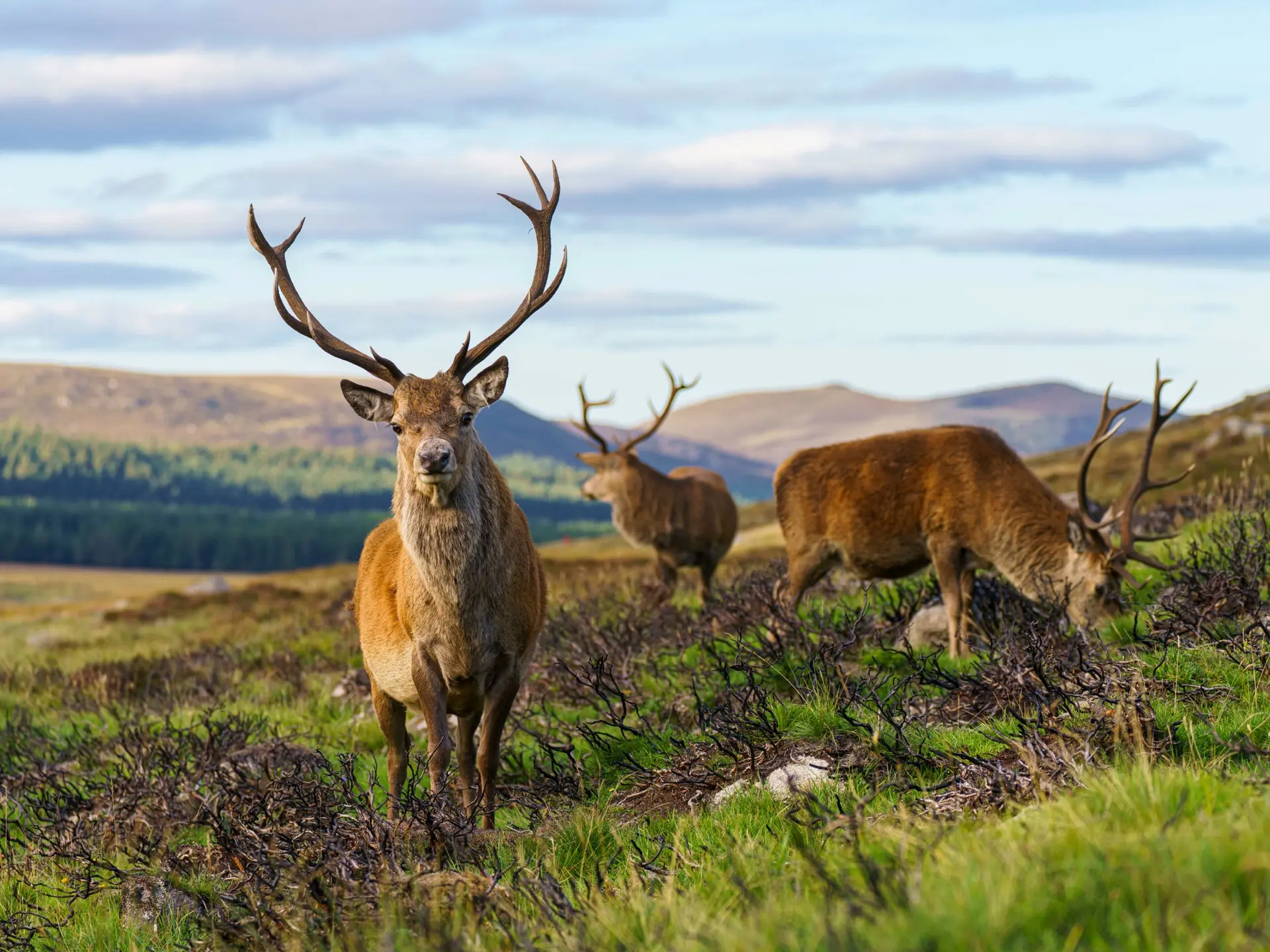 17-scotland-not-the-famous-loop